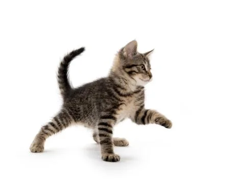 Cute tabby on white Stock-Fotos