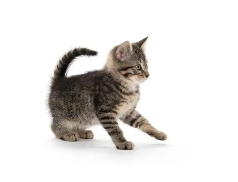 Cute tabby on white Stock-Fotos