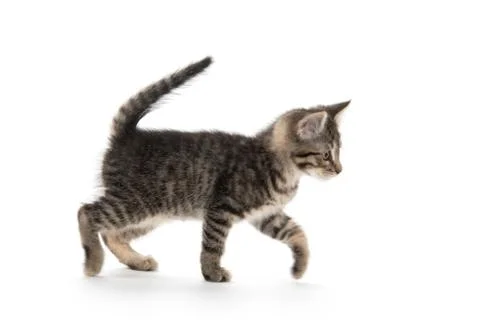 Cute tabby on white Stock-Fotos