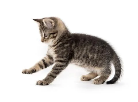 Cute tabby on white Fotos de archivo