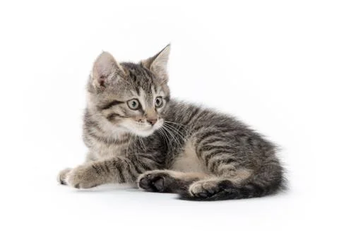 Cute tabby on white Stock-Fotos