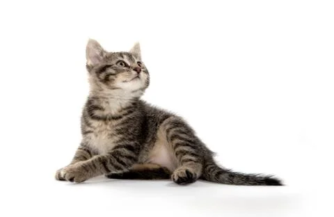 Cute tabby on white 스톡 사진