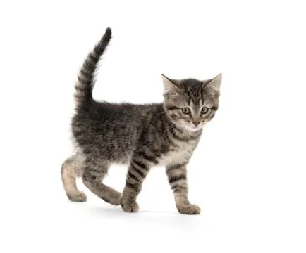 Cute tabby on white Fotos de archivo