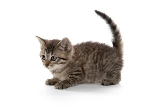 Cute tabby on white 스톡 사진