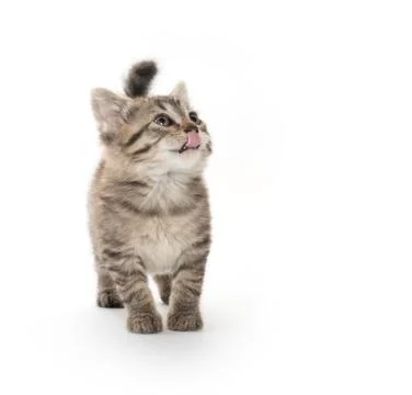 Cute tabby on white 스톡 사진