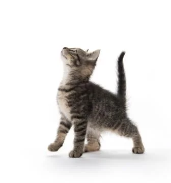 Cute tabby on white 스톡 사진