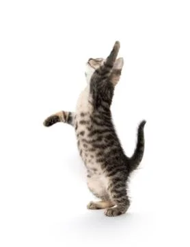 Cute tabby on white Stock-Fotos