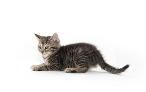 Cute tabby on white Stock-Fotos