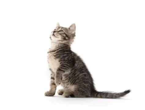 Cute tabby on white Stock-Fotos