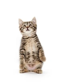 Cute tabby on white Stock-Fotos