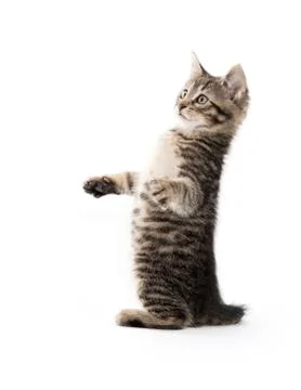 Cute tabby on white Stock-Fotos