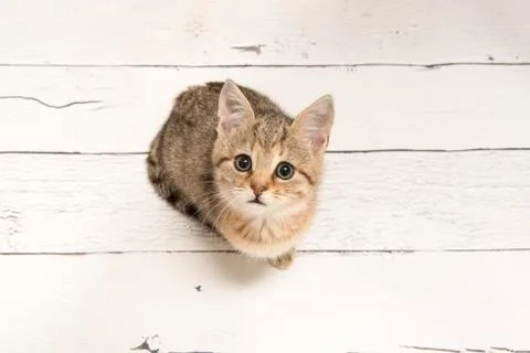 Cute tabby young cat looking up seen from a high angle view on a white wooden Stock Photos