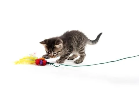 Cute tabbykitten playing Stock-Fotos