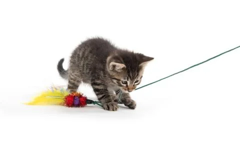 Cute tabbykitten playing Fotos de archivo