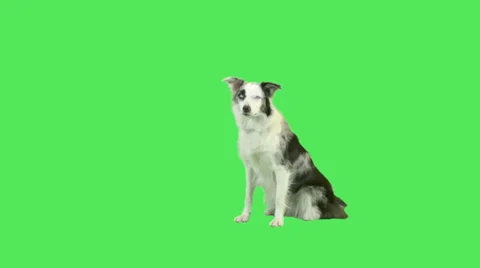 Cute Talking dog in green screen studio  動画素材 32264096