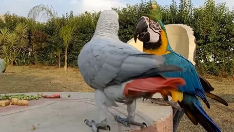 Cute Talking Parrots Stock-Footage 166031048