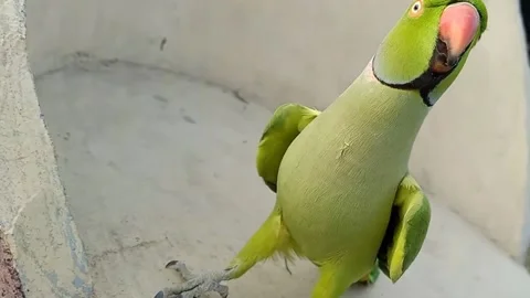 Cute Talking Parrots Stock Footage 166031434