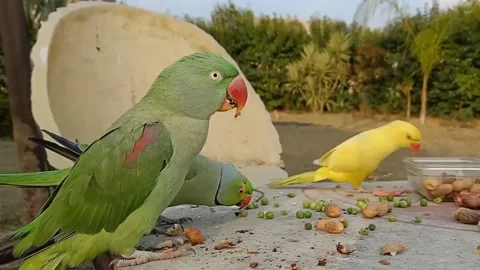 Cute Talking Parrots Stock Footage 166031510