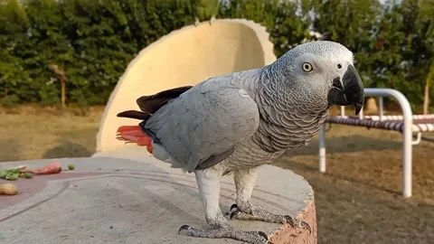 Cute Talking Parrots Stock Footage 166031551
