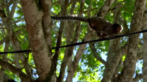 Cute Tamarin crossing from on tree to another over an cable Stock Footage 165551740