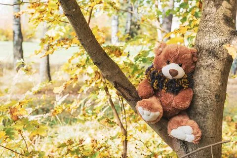 A cute teddy bear dressed in a fluffy scarf sits on a tree in the autumn forest Stock Photos