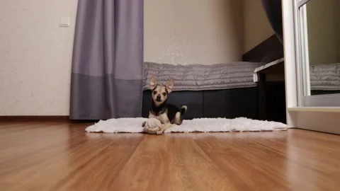 Cute terrier having fun, small dog playing with a pet toy ball at home, joy.. Stock Footage 264955443