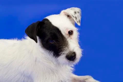 Cute terrier Foto stock