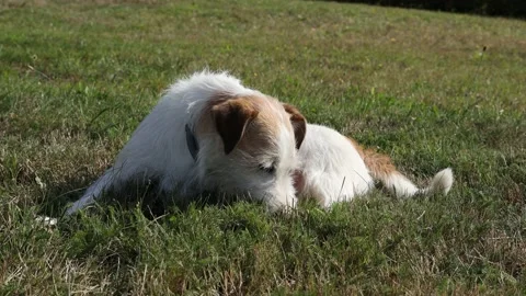 A cute Terrier is playing on a Meadow Video stock 138030534