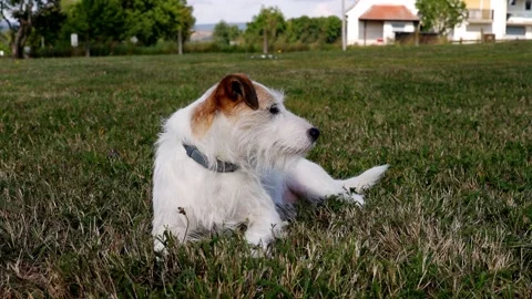 A cute Terrier is playing on a Meadow Video stock 138039295