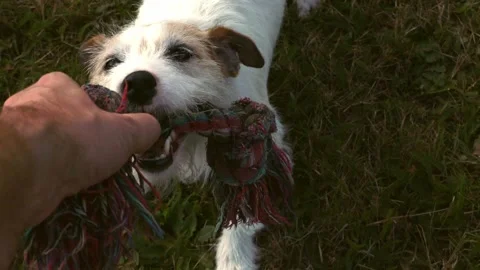 A cute Terrier is playing on a Meadow Stock Footage 138039355