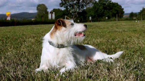 A cute Terrier is playing on a Meadow Video stock 138039570