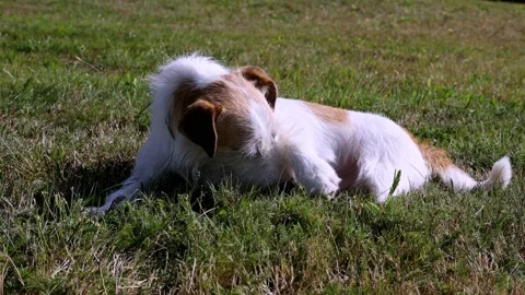 A cute Terrier is playing on a Meadow Video stock 138039798
