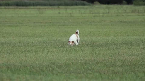 A cute Terrier is playing on a Meadow Video stock 138145904