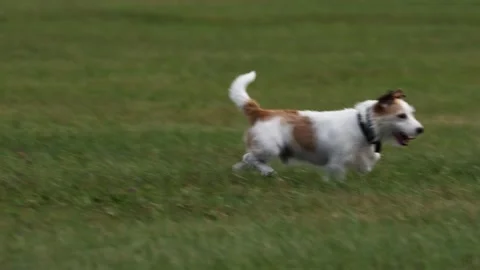 A cute Terrier is playing on a Meadow Video stock 138146197