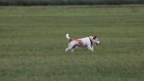 A cute Terrier is playing on a Meadow Stock Footage 138146405