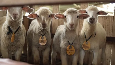 The cute thing is that the lambs are lining up Stock Footage 263699932