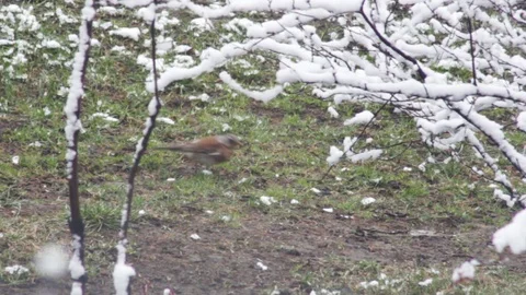 Cute thrush in snowy spring garden and green word april Stock Footage 129295687