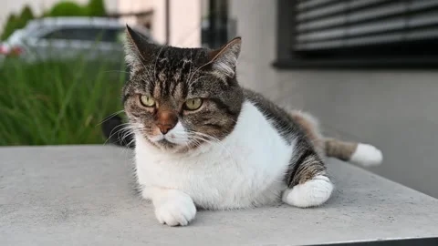 Cute tiger cat relaxing on a wall Stock Footage 146043007