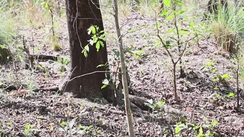Cute tiger cub looking at the camera in Pench national park Stock Footage 277935907