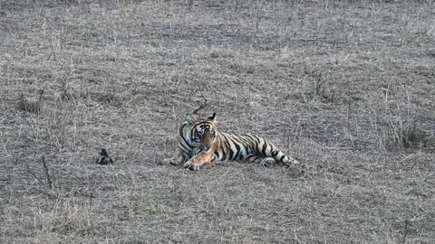 Cute tiger cub puts its head down onto the paw in ranthambore national park Vídeos de archivo 334555733
