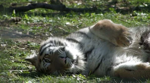 Cute Tiger Cub rolls in the grass Stock Footage 1579992