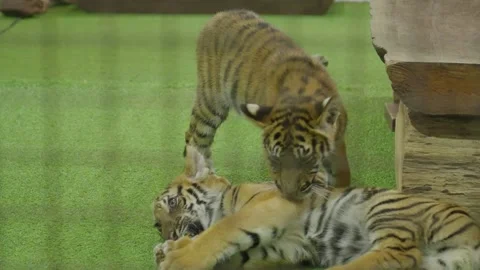 Cute tiger cubs playing in a cage (HD) Stockbeeldmateriaal 146058477