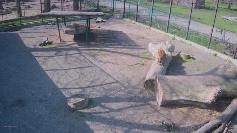 Cute tiger just laying on the tree 스톡 동영상 152832324