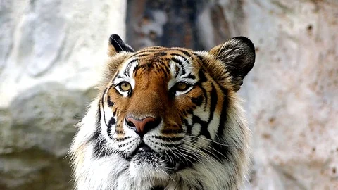 Cute tiger in nature	 Stock Footage 89961306