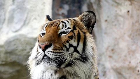 Cute tiger in nature	 Stock Footage 89961358