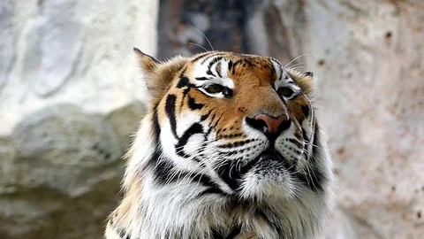 Cute tiger in nature	 Stock Footage 89961439