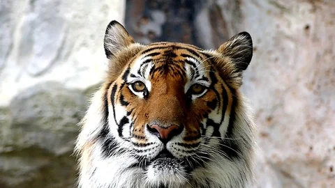 Cute tiger in nature	 Stock Footage 89961718