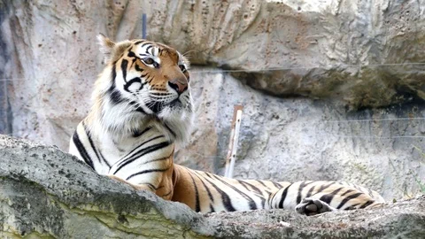 Cute tiger in nature	 Stock Footage 89963283