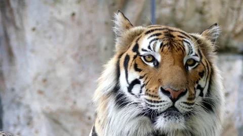 Cute tiger in nature	 Stock Footage 89963333