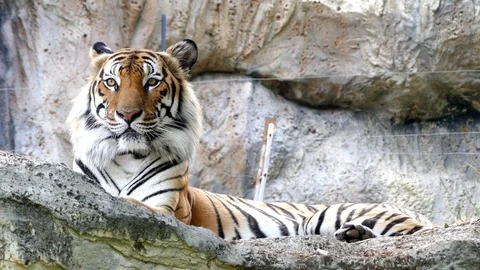 Cute tiger in nature	 Stock Footage 89963394